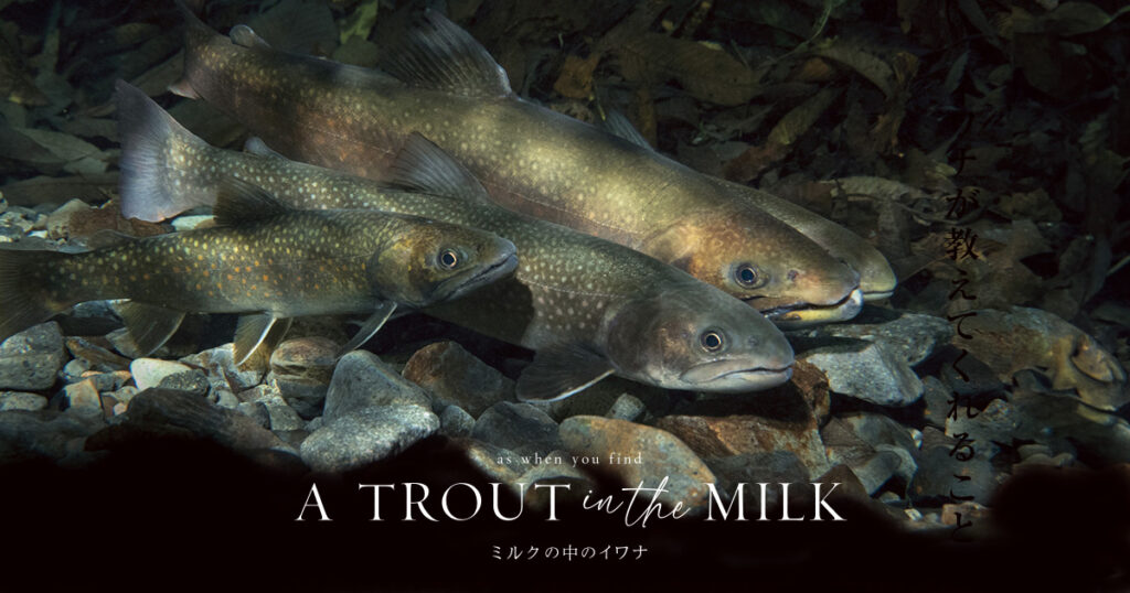 上映館追加！シネマート心斎橋、シネマスコーレ名古屋にて上映決定！ 『A TROUT IN THE MILK / ミルクの中のイワナ』公式サイト